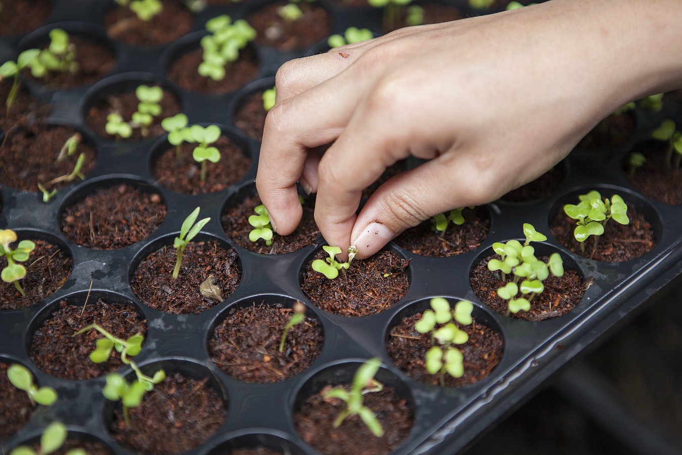 Preparing your spring garden