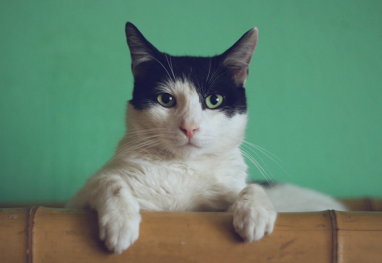 4 Signs Your Cat Is Getting Older And How To Care For Them