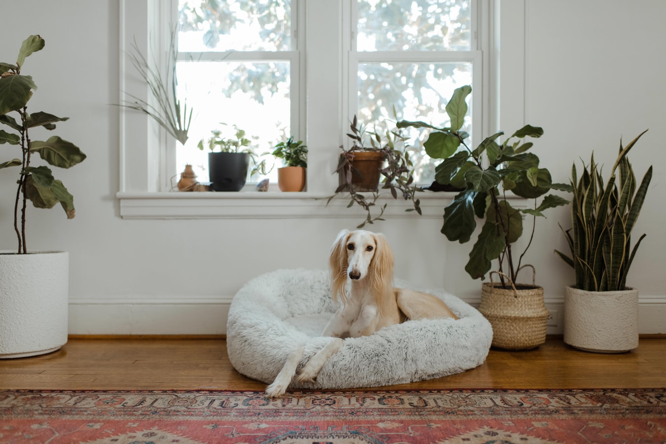 perfect home
