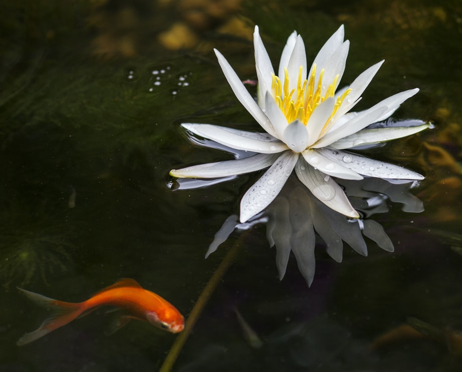 garden pond
