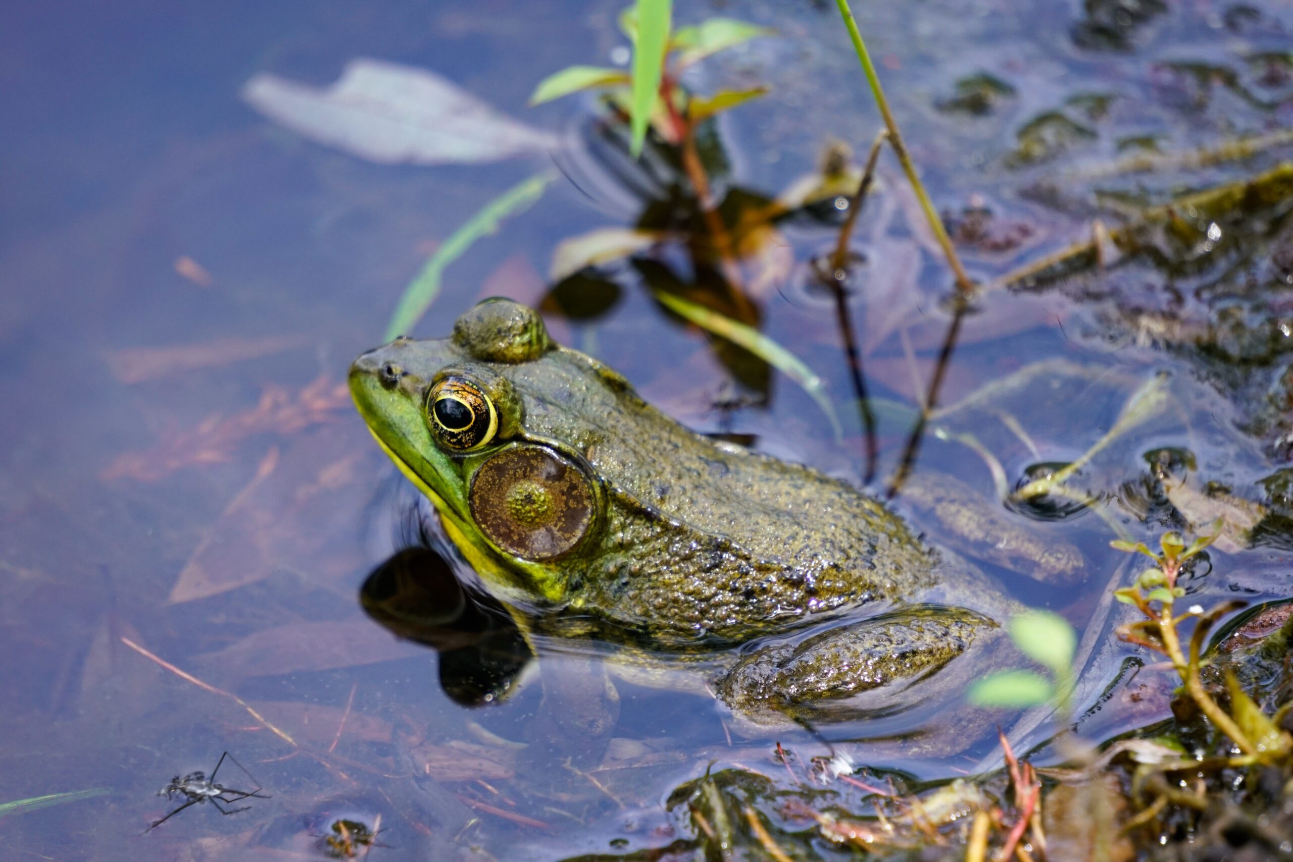 Gardening Tips For Winter Wildlife