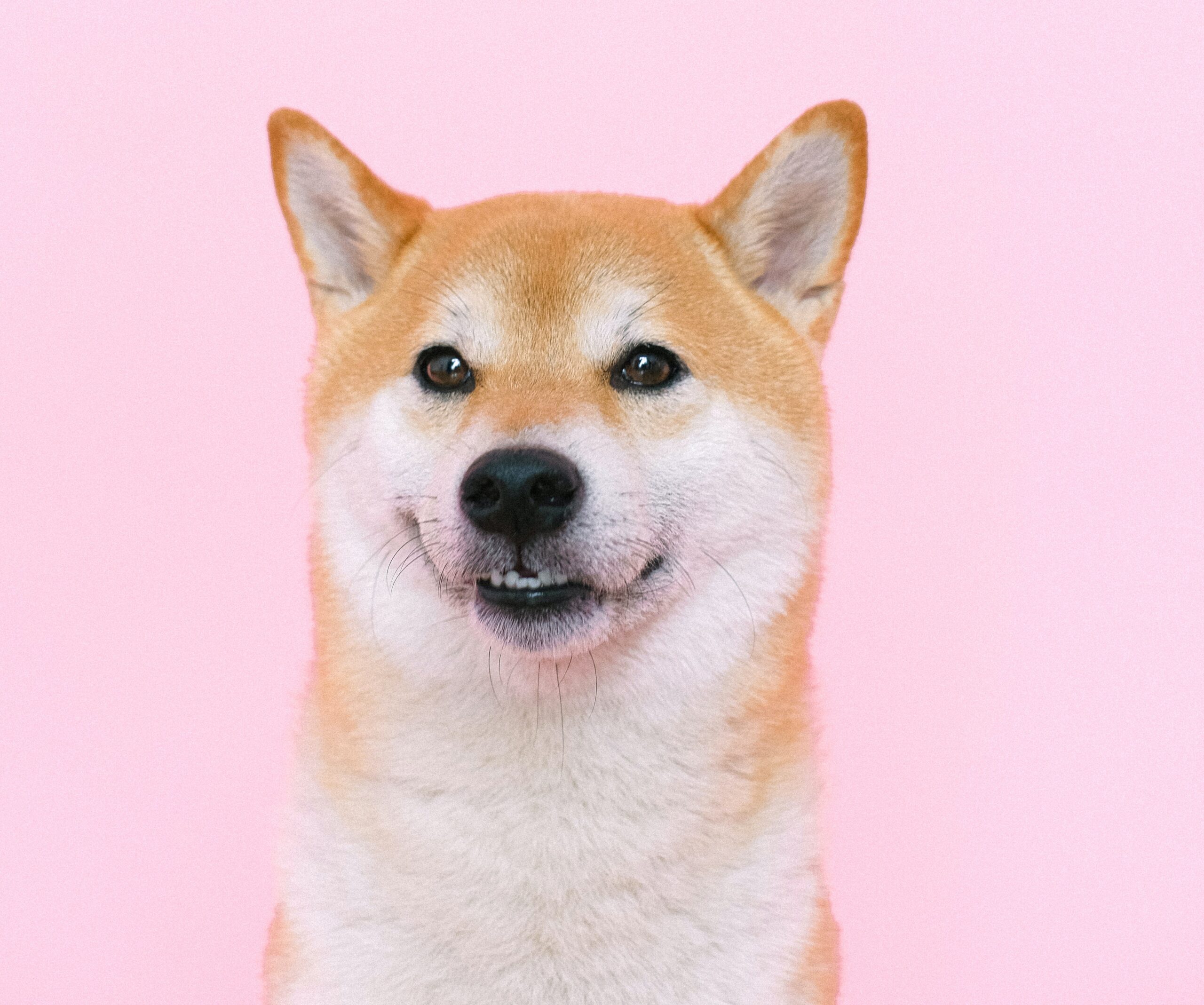 How To Reward Your Dog For Good Behavior