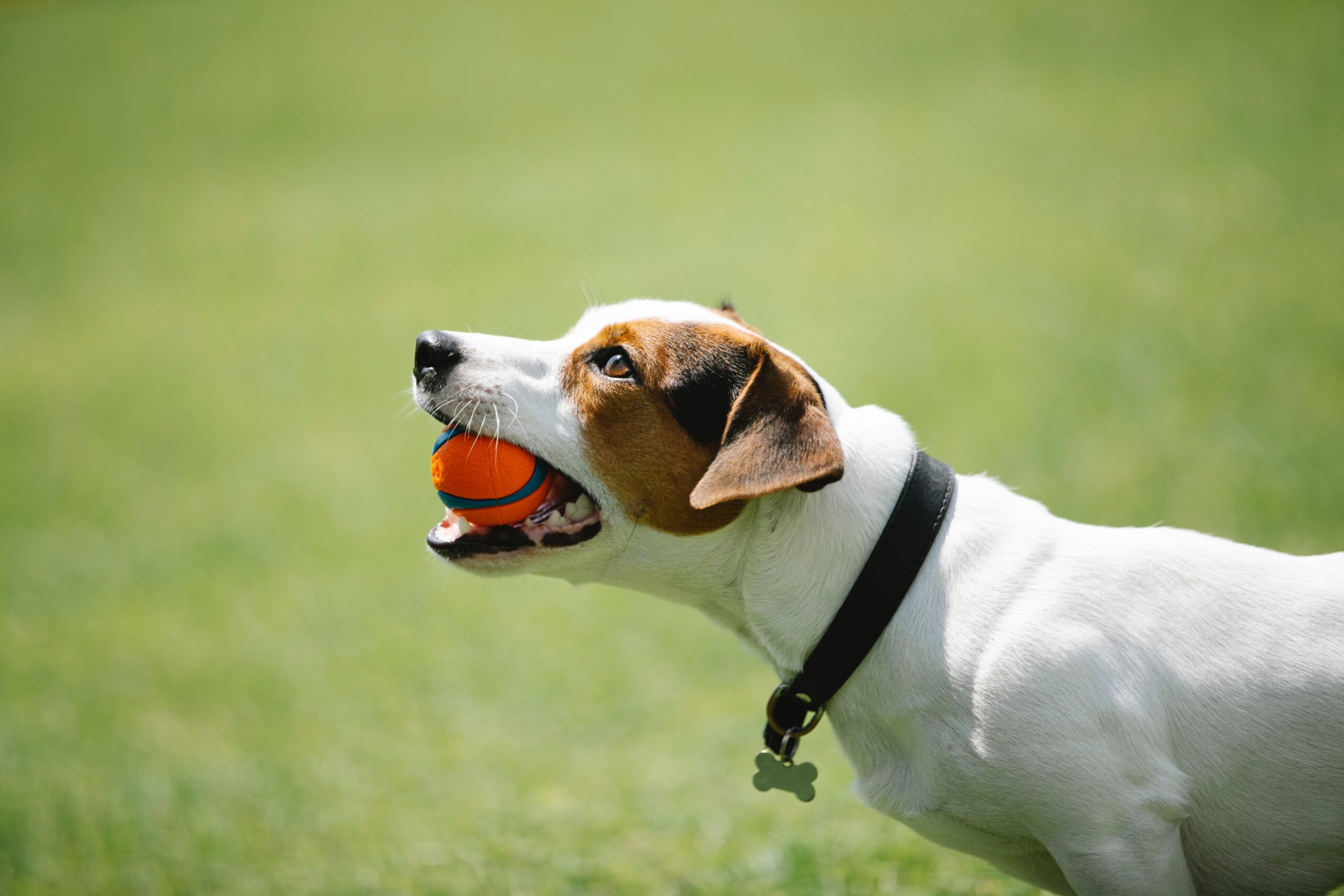 Dog Collars vs. Harnesses- What You Should Know