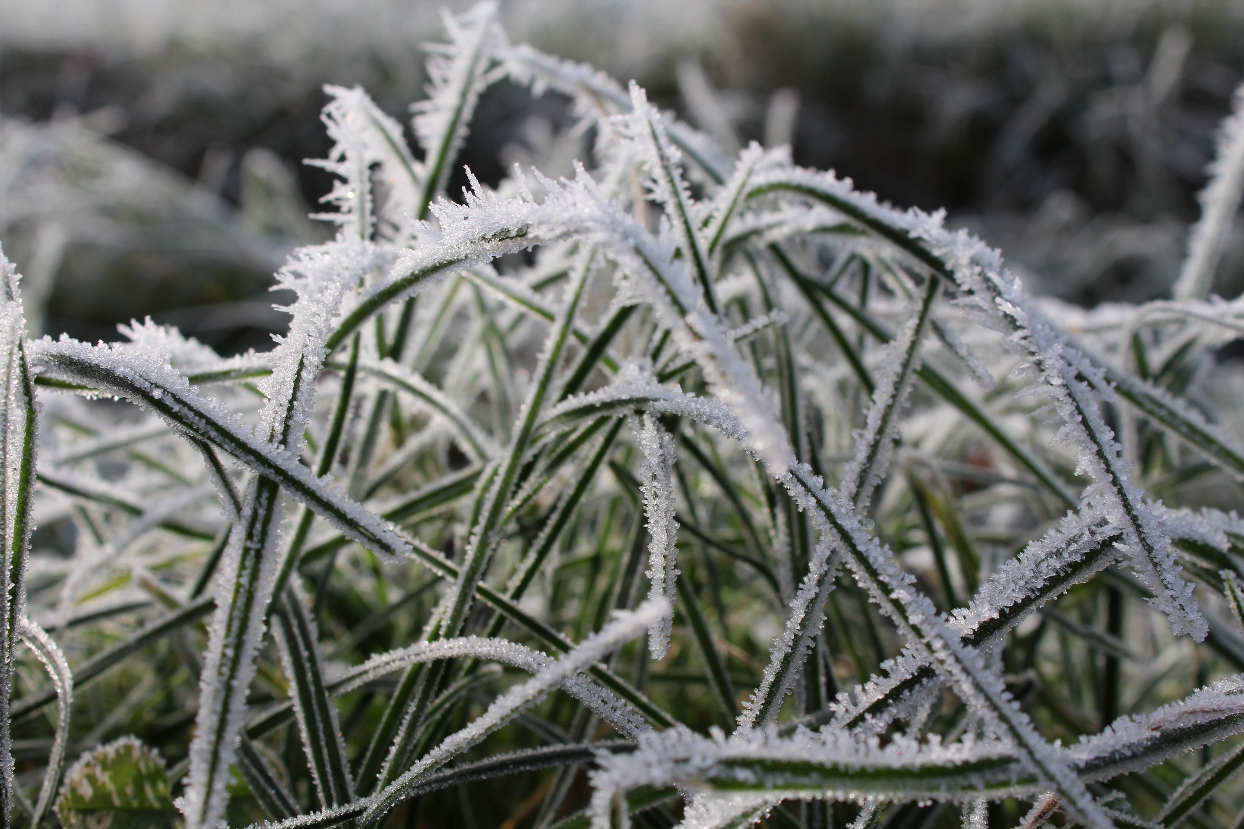 Winter Garden Maintenance Checklist