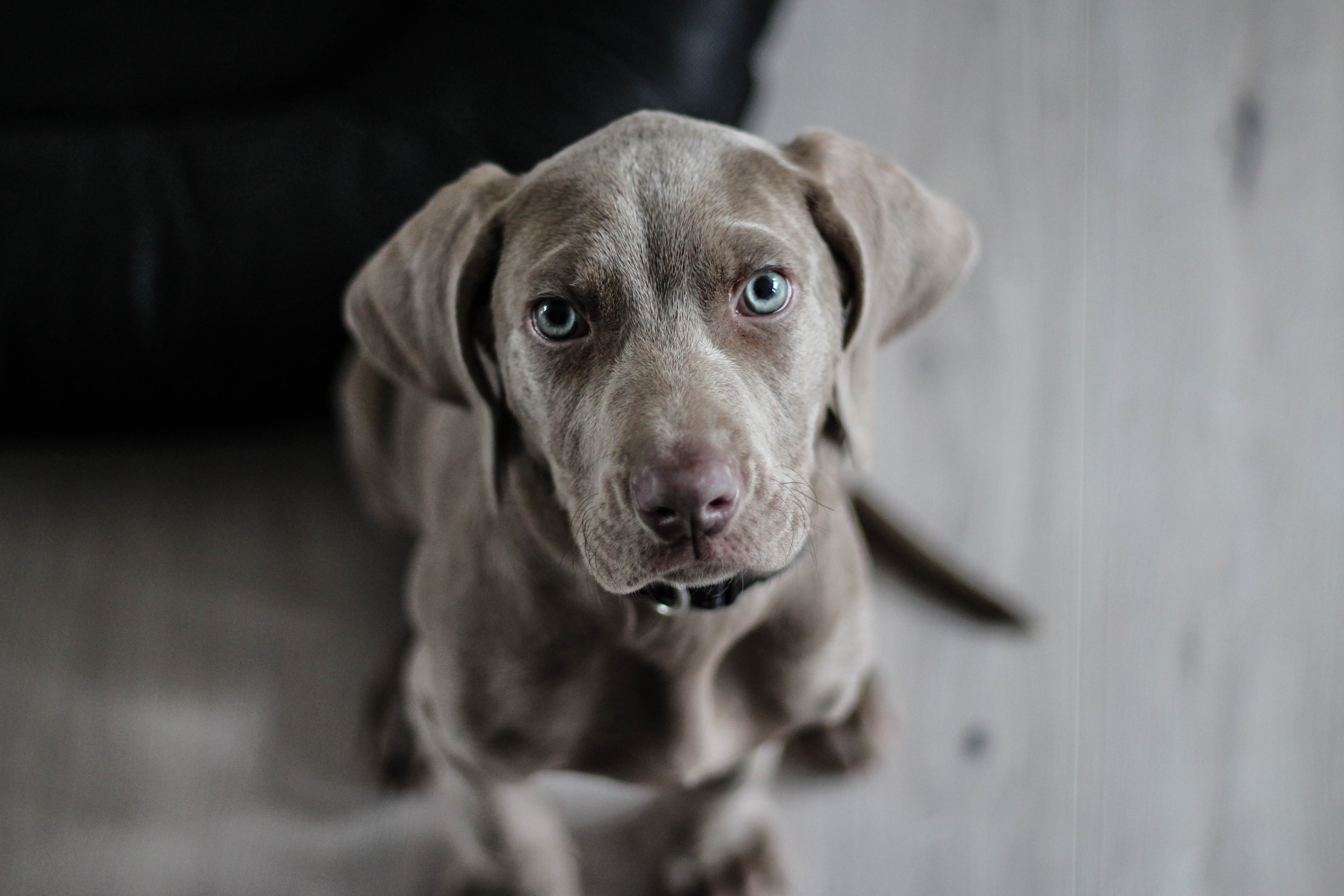 12 Reasons Why Pets are Good for Children