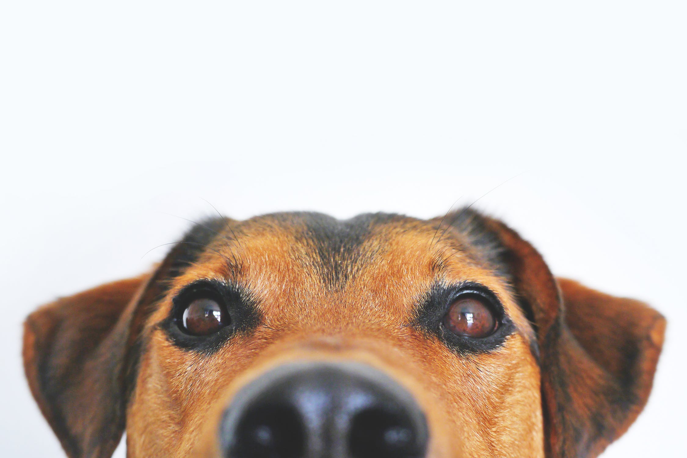 Tackling a Serious Flea Infestation with Military Precision