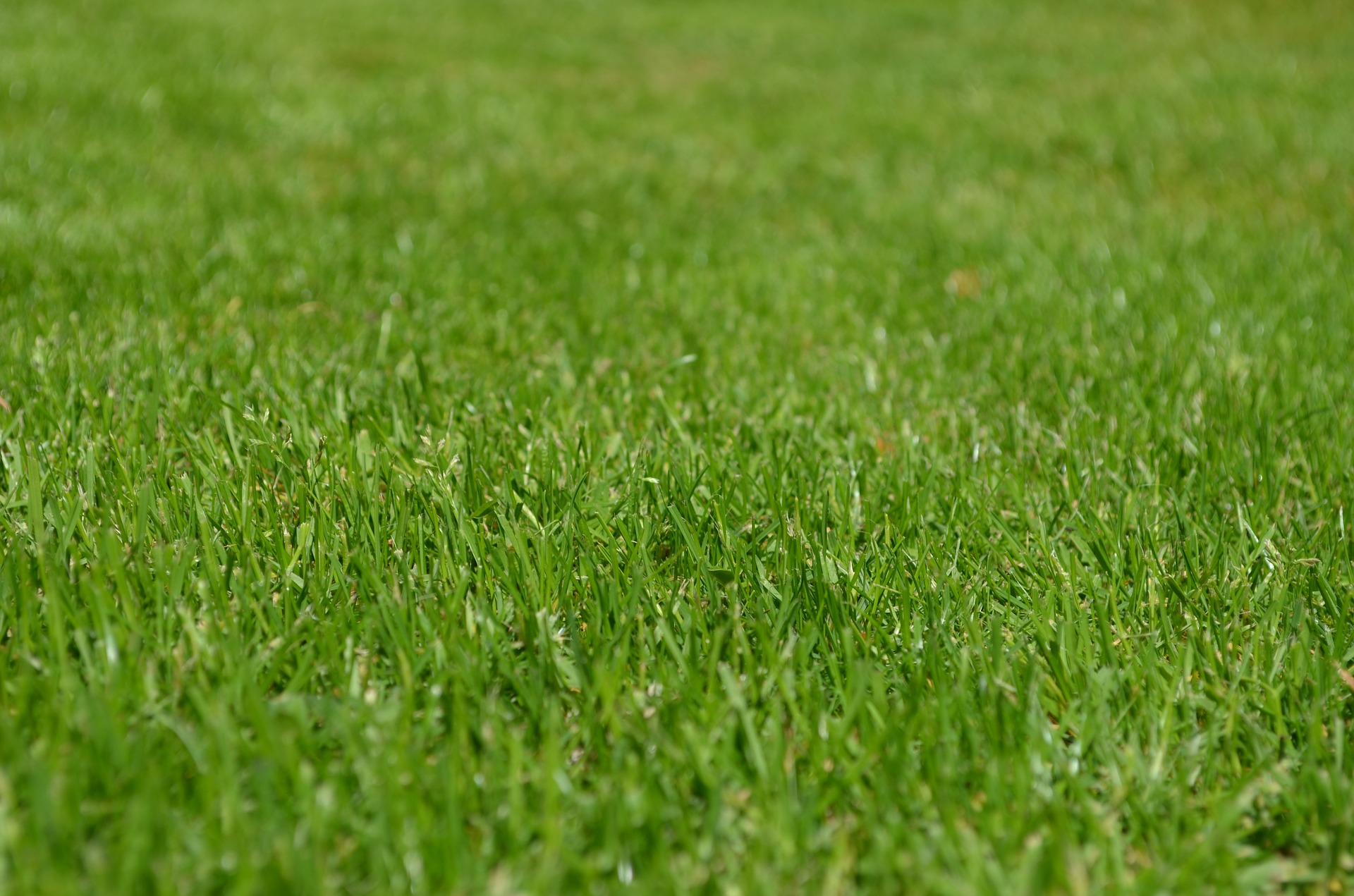 How to Make a Low-Maintenance Garden