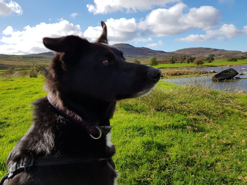 Dog sat in a field by a lake
