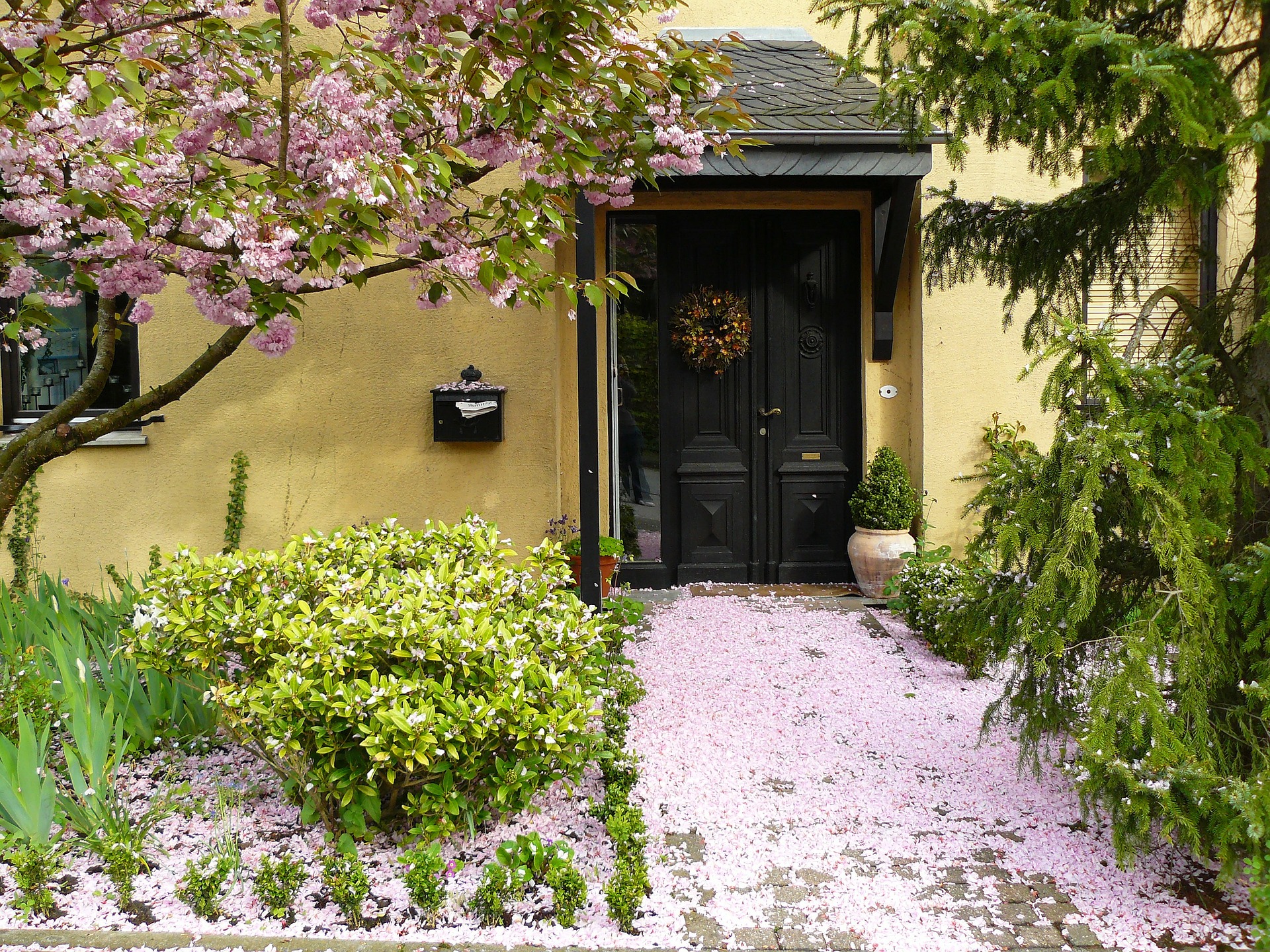 5 of Our Favorite Trees for Your Front Yard