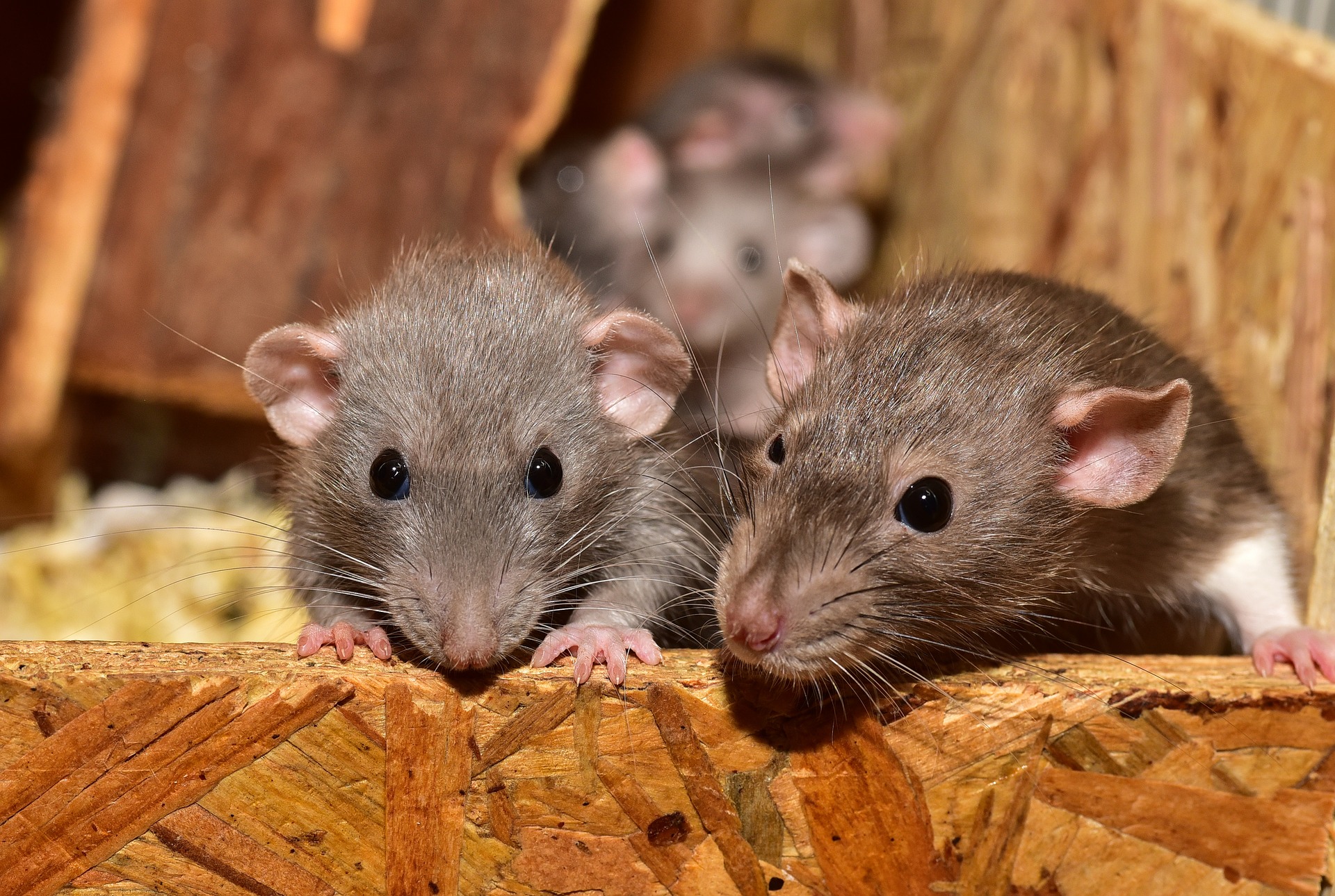 Several rats in a box: Pests