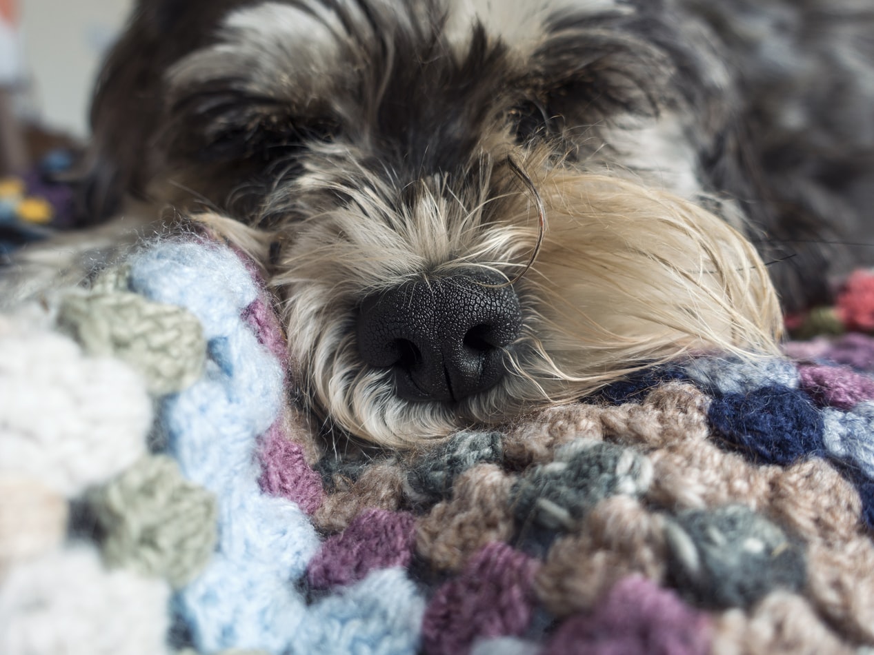 pet dander