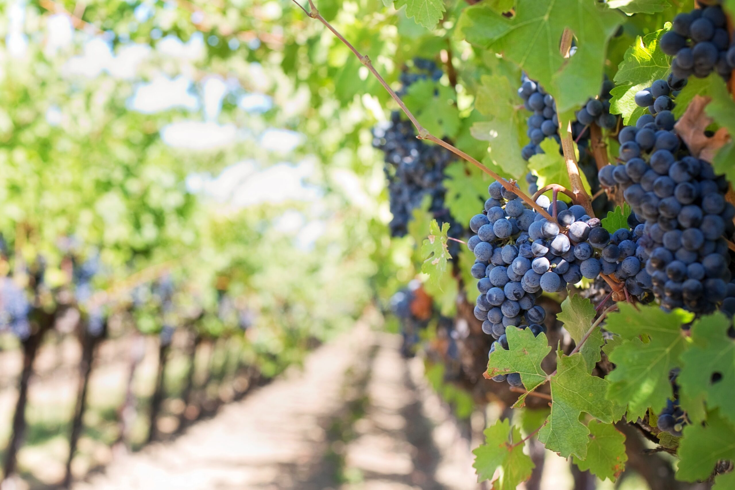 couple experiences visiting vineyard