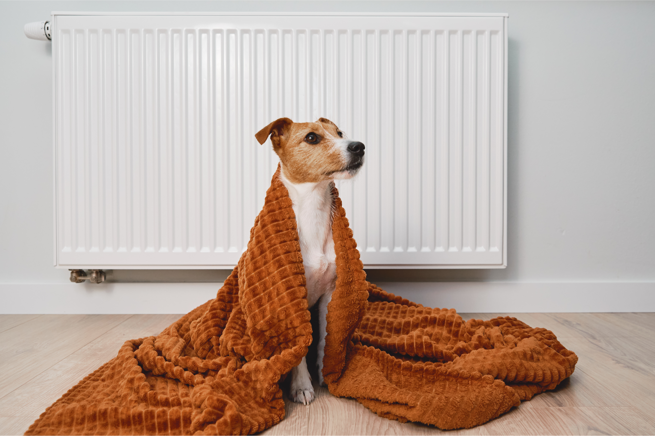 keeping pets warm